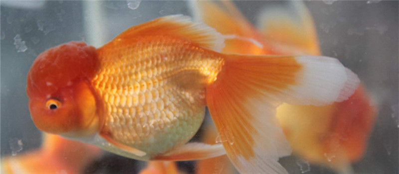 水質原因之外的金魚致病因素