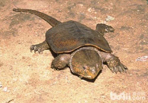 平胸龟的生活习性有哪些