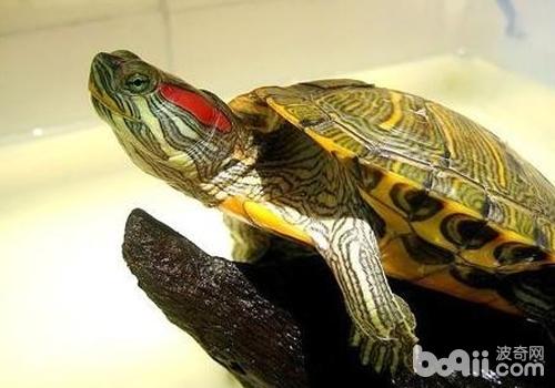 购买巴西龟的注意事项