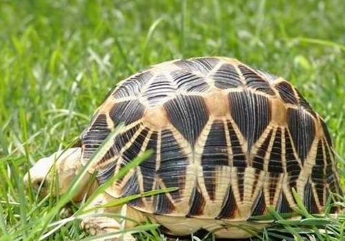 如何饲养缅甸陆龟