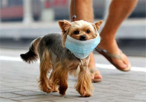 用口罩帮助狗狗预防雾霾真的好用吗？