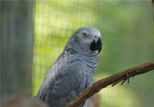 非洲灰鹦鹉的品种简介