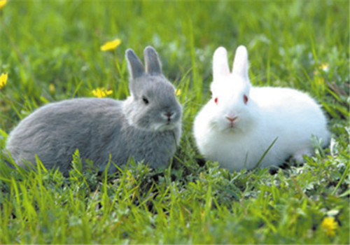 教你自制宠物兔食用干草的方法