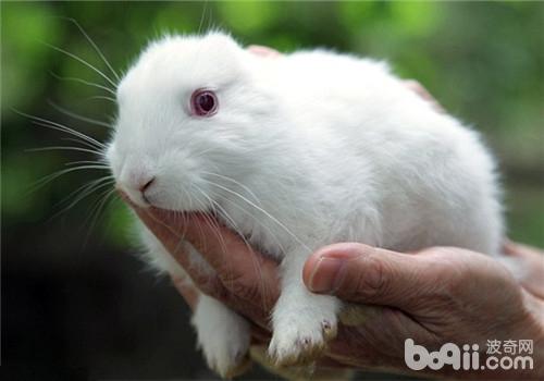 繁殖母兔流产与死产的预防方法