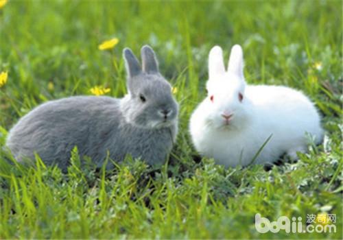 教你自制宠物兔食用干草的方法