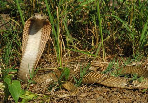 菲律賓眼鏡蛇的品種簡介