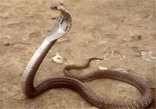 菲律宾眼镜蛇的外形特点