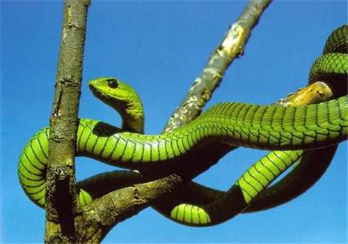 非洲樹蛇的品種簡介