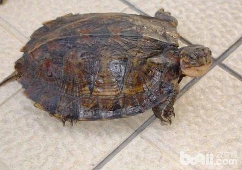 如何预防宠物龟软甲病
