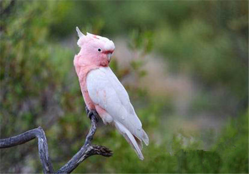 粉红凤头鹦鹉的外形特点
