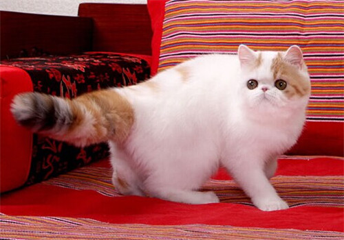 加菲貓究竟是什么類型的貓咪