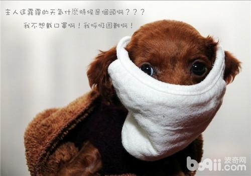 雾霾天汪星人怎么办?|成犬饲养-波奇网百科大全