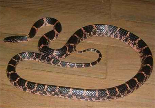 粉鏈蛇的品種簡介