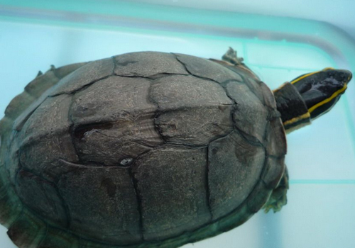 如何正確飼養安布閉殼龜