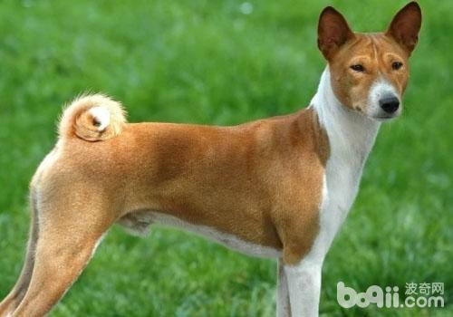 贝生吉犬 贝生吉犬