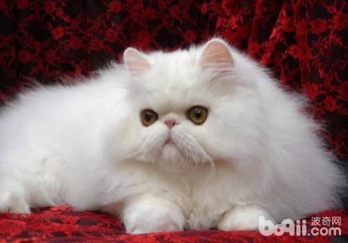 猫咪牙周炎的症状 猫咪牙周炎的症状
