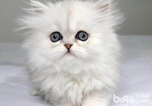 引起耳血肿的因素有哪些