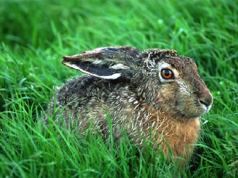 宠物兔便秘的预防及治疗