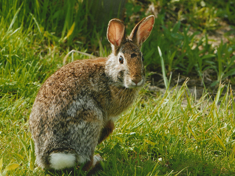 宠物兔有哪些异食类型