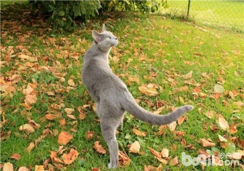猫咪肝硬化的防治方法