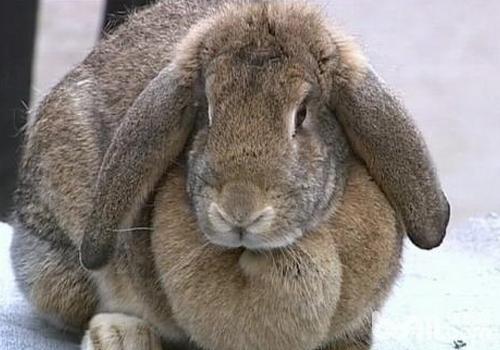 兔患魏氏梭菌病有哪些症状