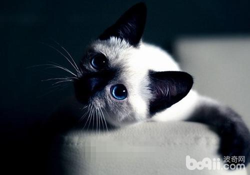 暹罗猫