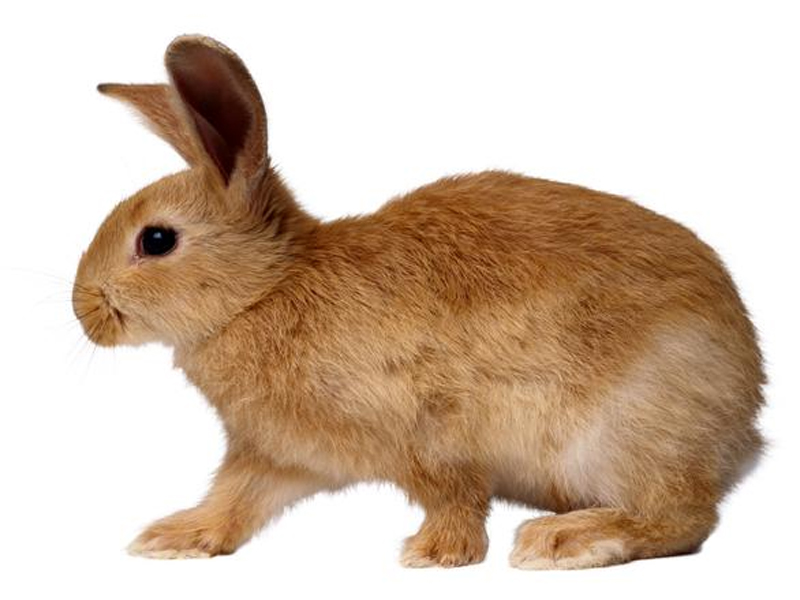 兔葡萄球菌病的治疗方法