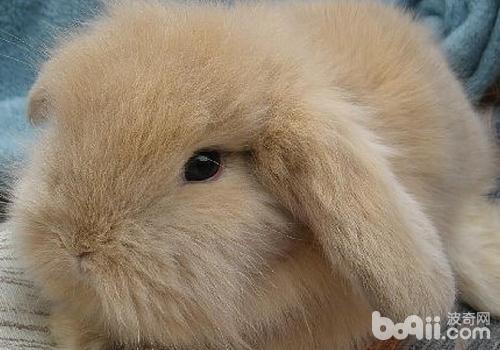 垂耳兔