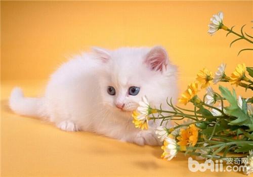 如何防治猫维生素C缺乏症