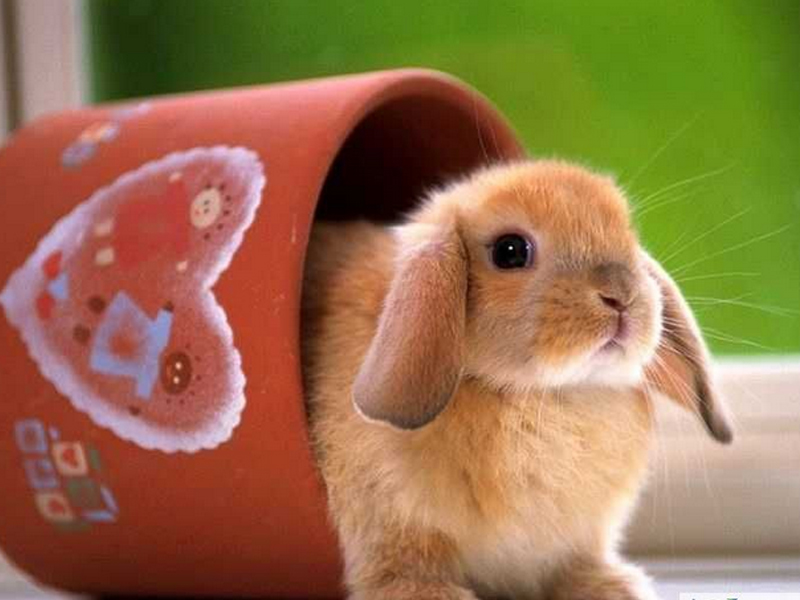 如何对兔密螺旋体病进行防治