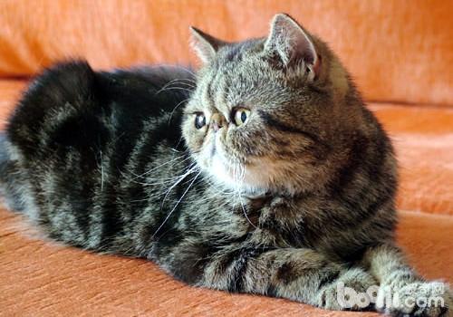 猫咪脂肪肝的临床症状