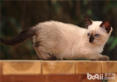 猫咪老鼠药中毒之磷化锌