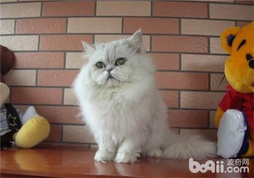 猫咪灭鼠药中毒之安妥