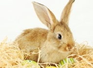 兔脑原虫病的发病原因是什么