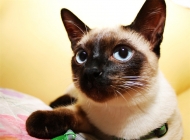 猫咪急性胰腺炎的病因分析