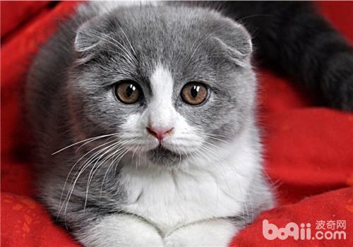 猫咪脐疝的临床症状 猫咪脐疝的临床症状