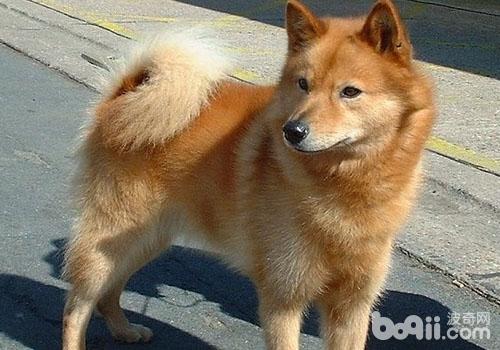 芬兰猎犬
