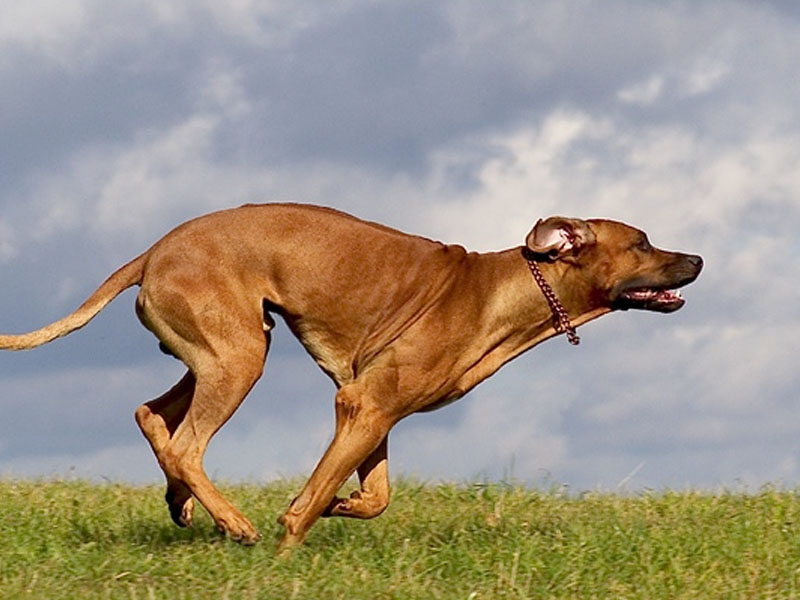 犬寄生蟲性皮膚病之蜱蟲感染