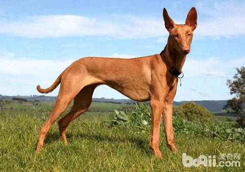 法老王猎犬