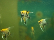 观赏鱼细菌性肠炎的治疗方法