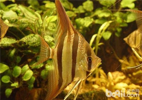 观赏鱼细菌性败血症的治疗方法 观赏鱼细菌性败血症的治疗方法