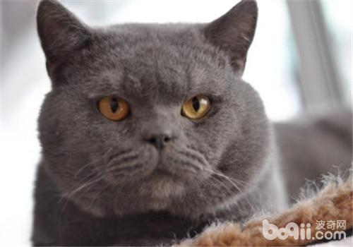 猫咪脓胸的临床症状 猫咪脓胸的临床症状