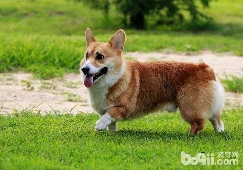 威尔士柯基犬 威尔士柯基犬