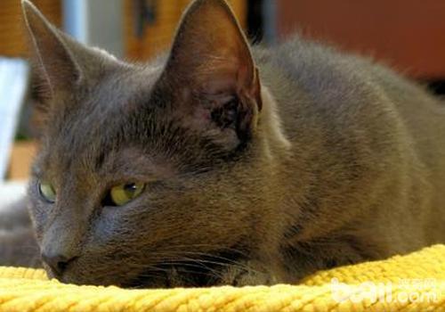 猫幽门阻塞有哪些症状