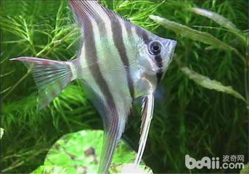 观赏鱼细菌性败血症的病因分析 观赏鱼细菌性败血症的病因分析