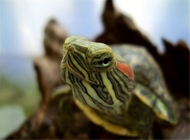 宠物龟白眼病的预防措施