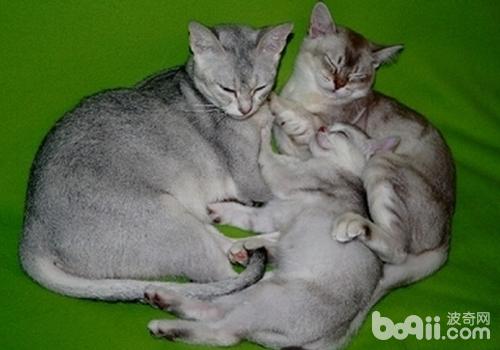 如何治疗猫病毒性上呼吸道感染