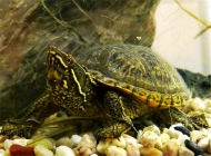 龟中暑的分类及症状表现