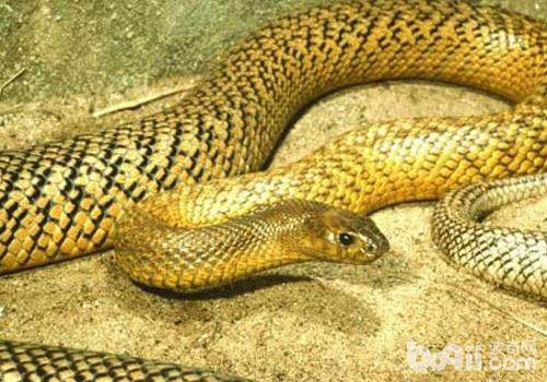 蛇枯尾病有哪些病因及症状