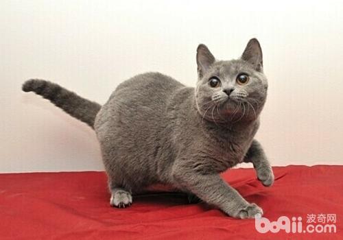 猫泡翼线虫病的病症有哪些